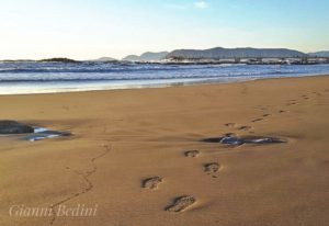 Spiagge Versilia, Darsena Viareggio